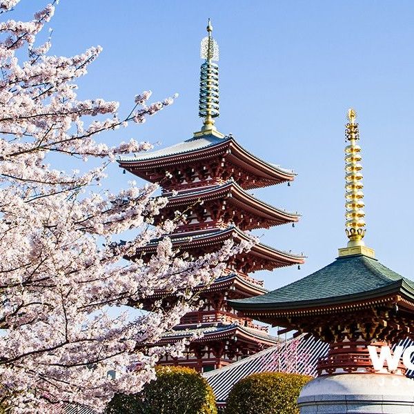 Cherry   Blossom   Japan  You  Travel   Napier  (8)